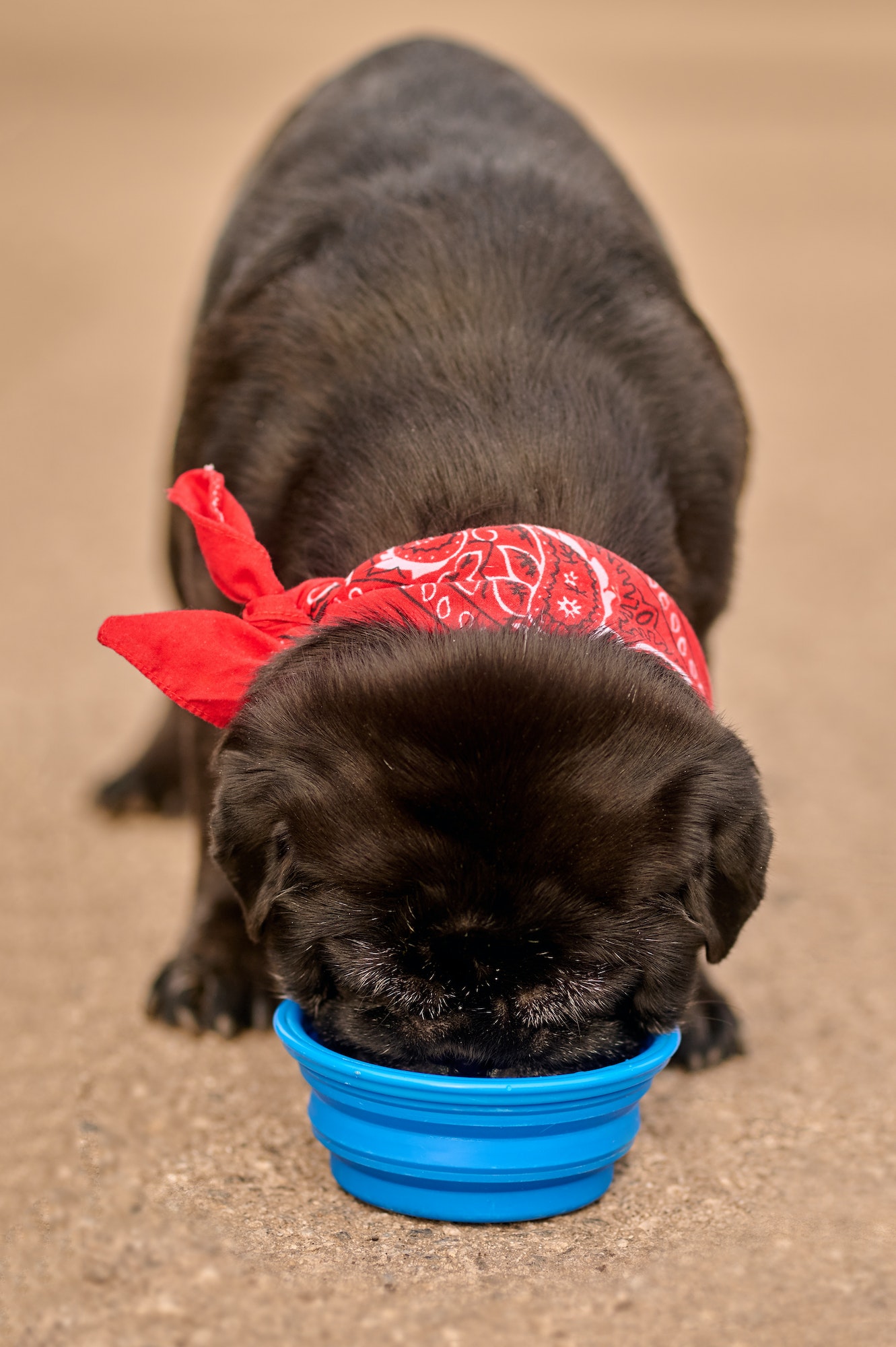 A black dog drinking water from the bowl