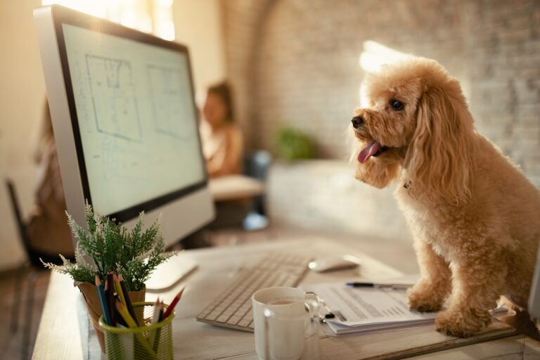 Cute poodle on working desk in the office.