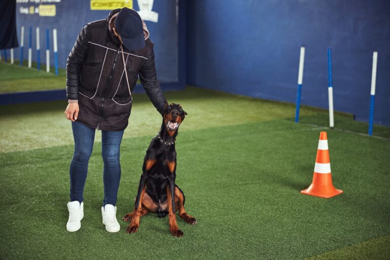 Dog being trained in the obedience school