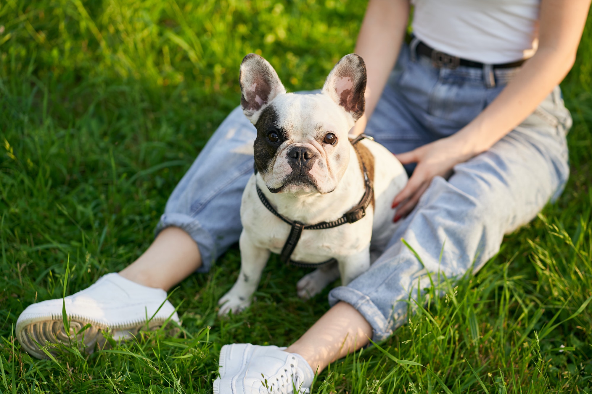French bulldog enjoying time with owner in park.